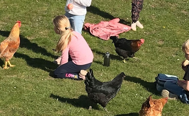 Hønsene er en del af udelivet på Langebjergskolen